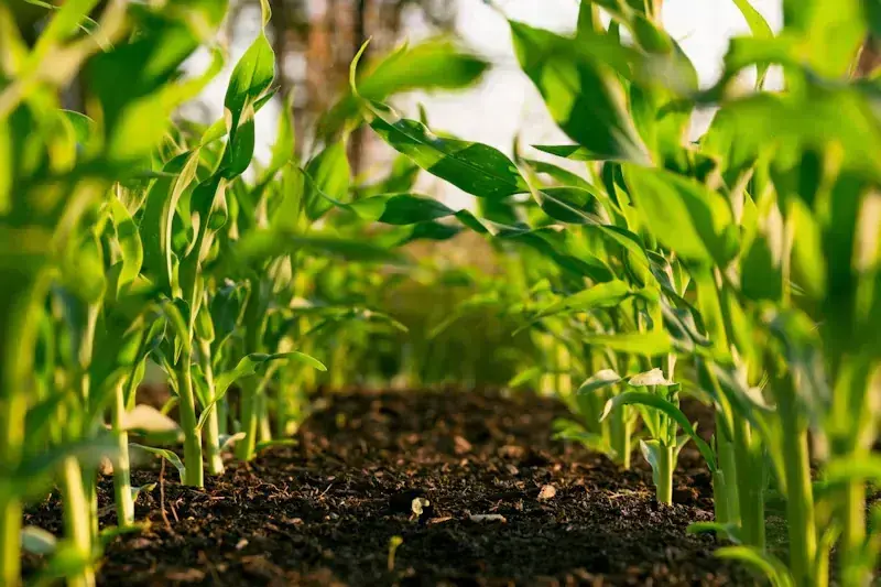 Proyectos de riego agrícola y eficiencia hídrica